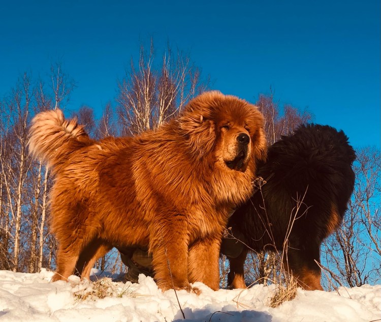 Щенок тибетского мастифа европейского типа