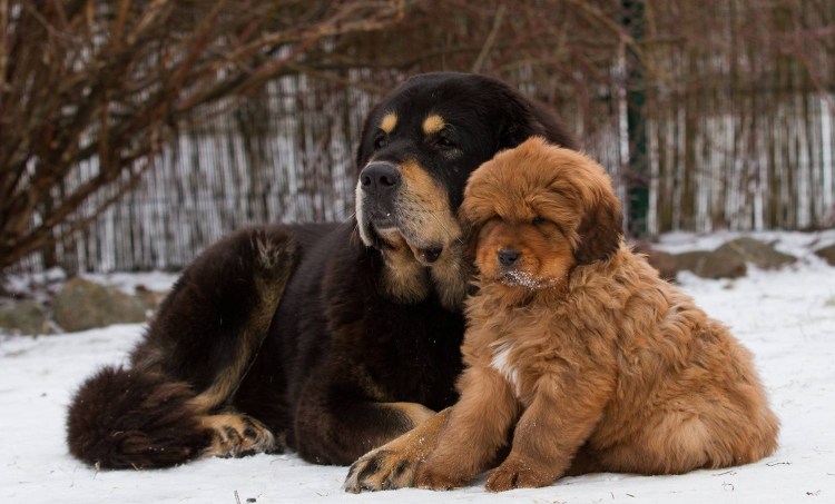 Тибетский мастиф