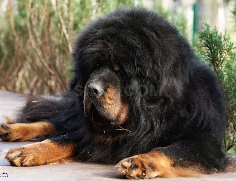 Тибетский мастиф