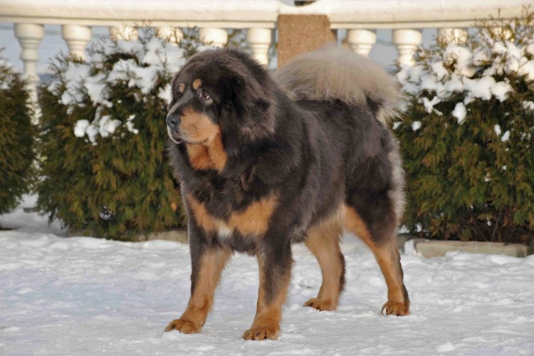 Тибетский мастиф гладкошерстный