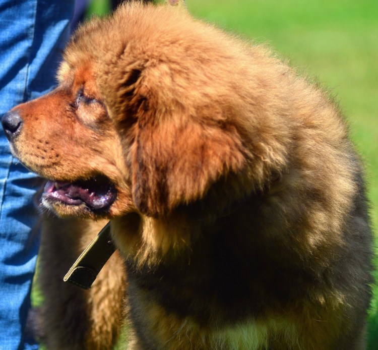 Тибетский мастиф