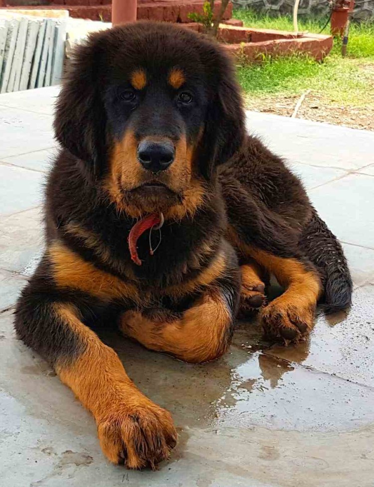 Тибетский мастиф щенок