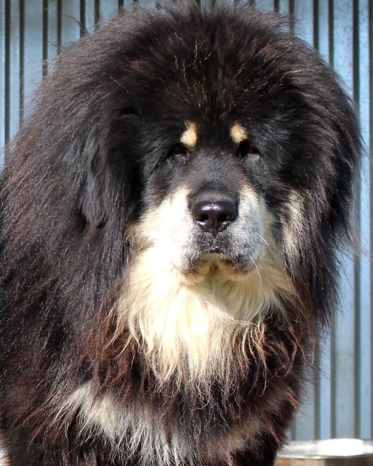 Тибетский мастиф вес