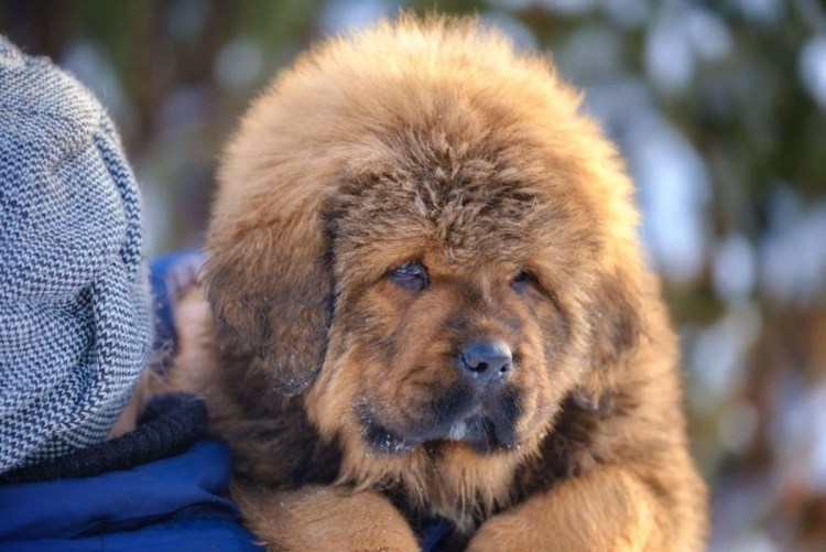 Тибетский мастиф Хонг Донг