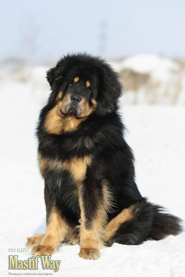 Тибетский мастиф