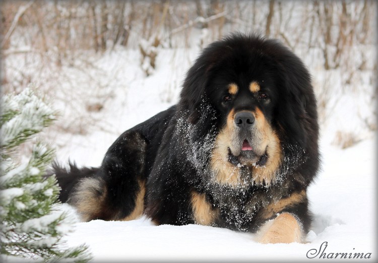 Тибетский мастиф