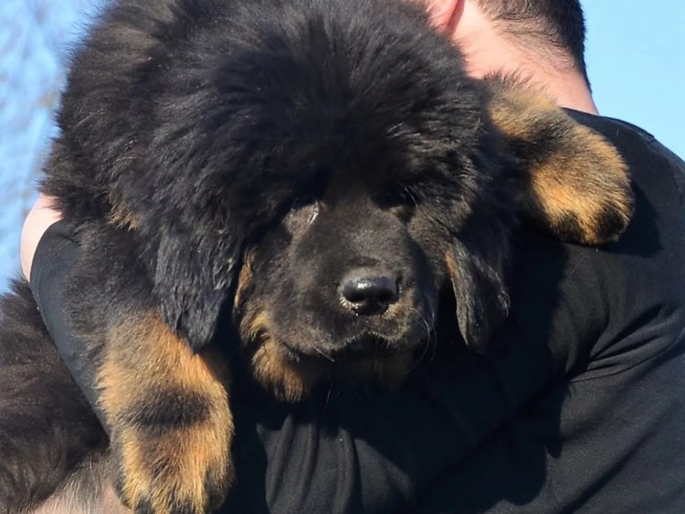 Тибетский мастиф и волкодав