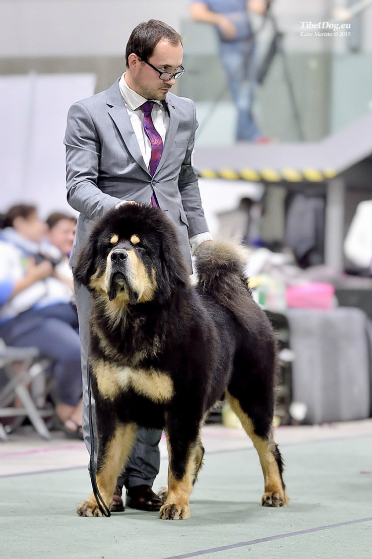 Тибетский мастиф львиный