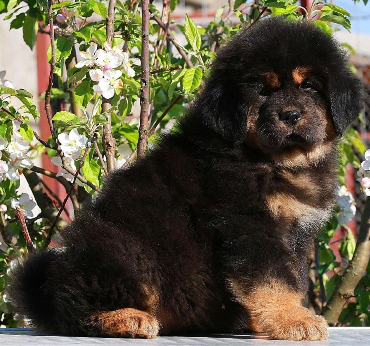 Мастиф тибетский китайские и европейские типы