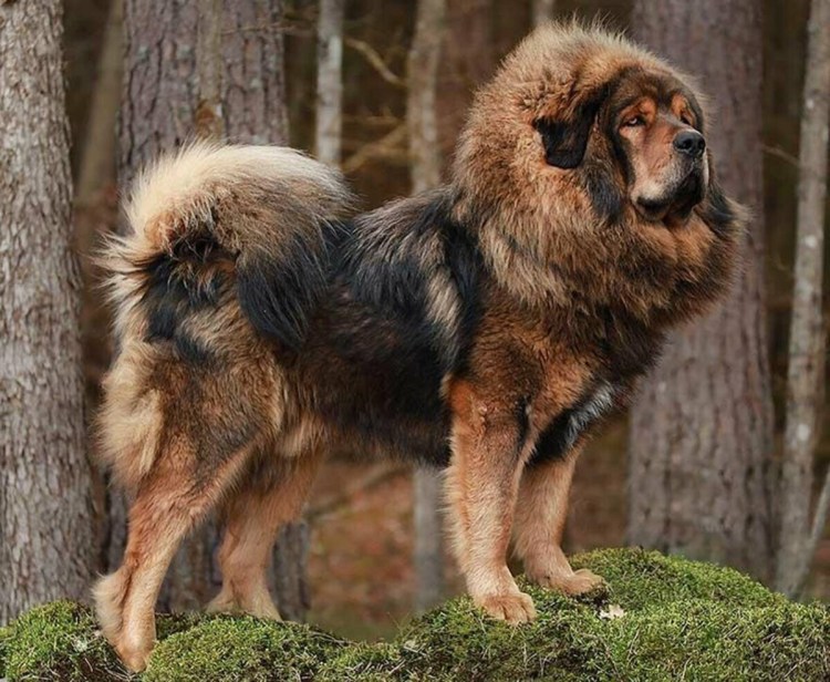 Уши тибетского мастифа