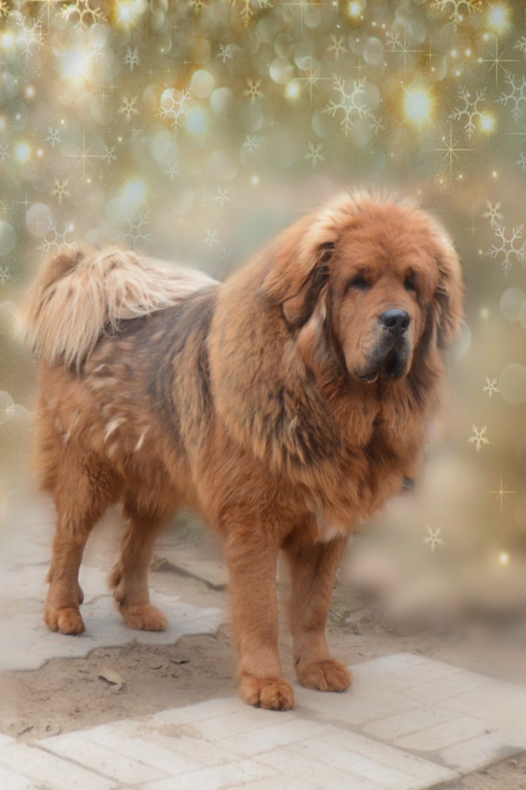 Тибетский мастиф