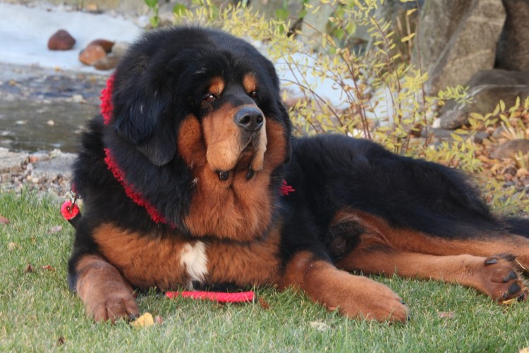 Чау-чау и тибетский мастиф