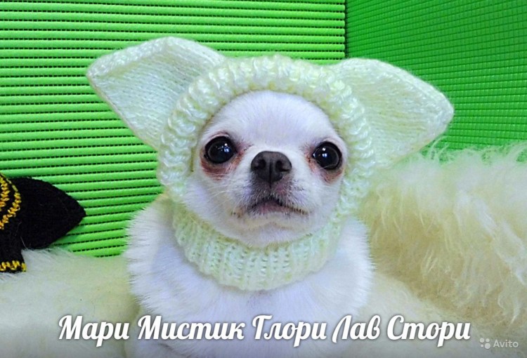 Шапка для чихуахуа спицами