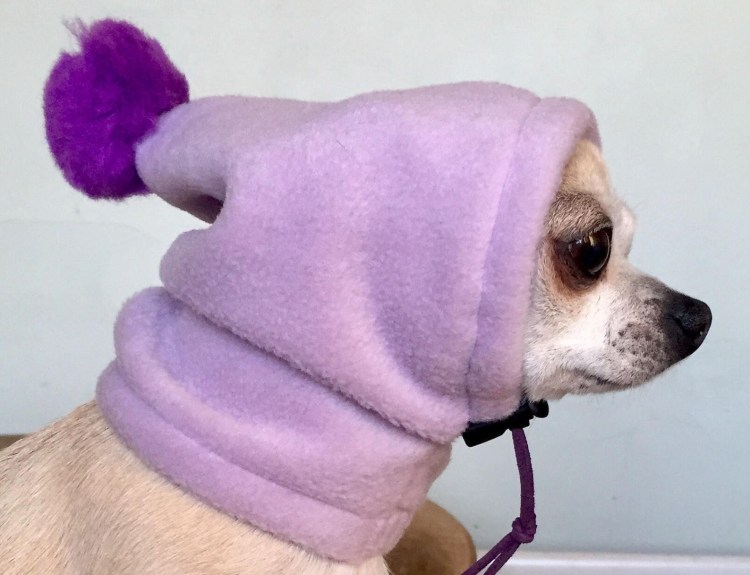 Собака в меховой шапке