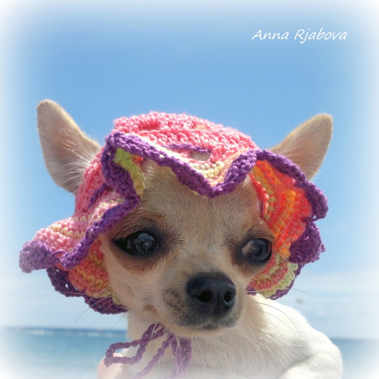 Вязаная шапка для собаки