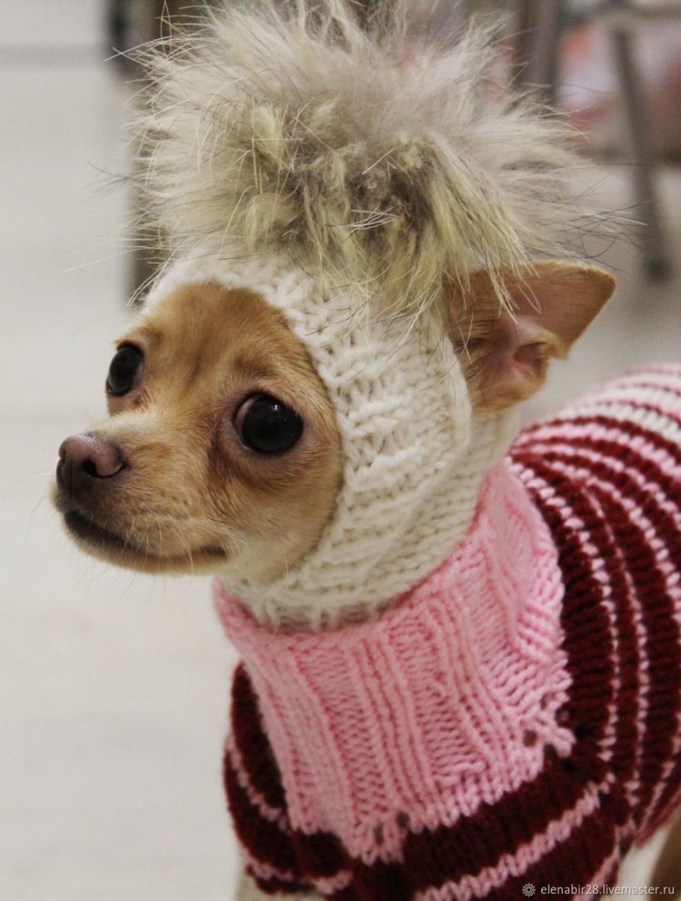 Шапка 'собака'