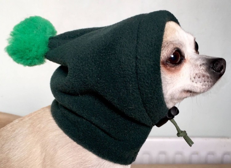 Шапка для чихуа