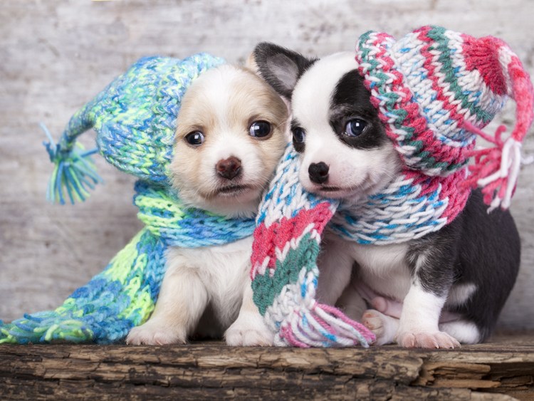 Вязаная одежда для игрушечной собаки