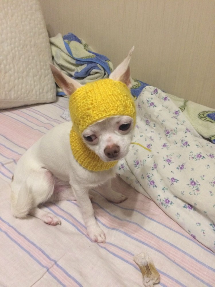 Шапочка для собаки