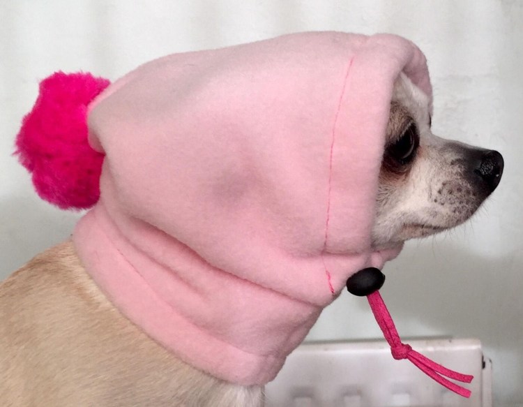 Капор для чихуахуа