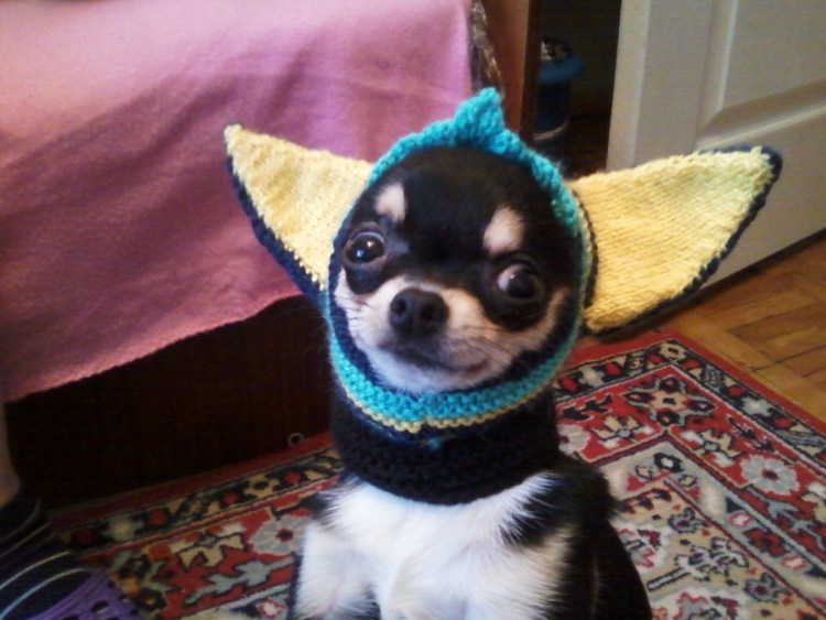 Шапочка для той терьера