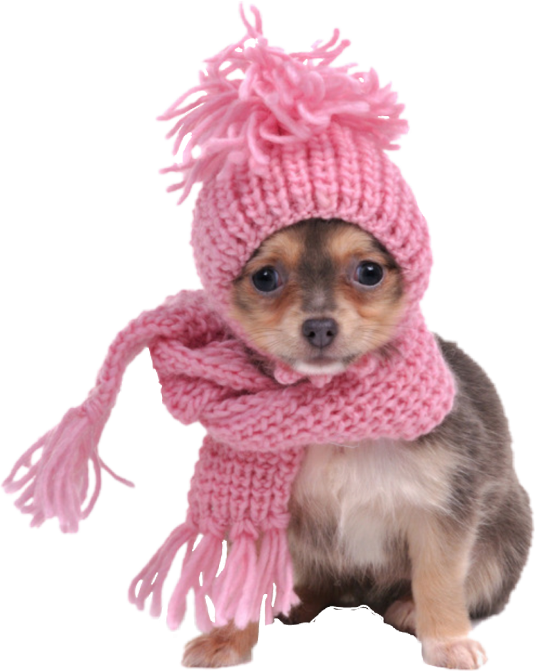 Шапочка для собаки