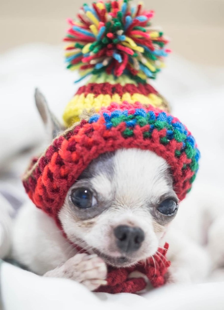 Шапки для маленьких собак