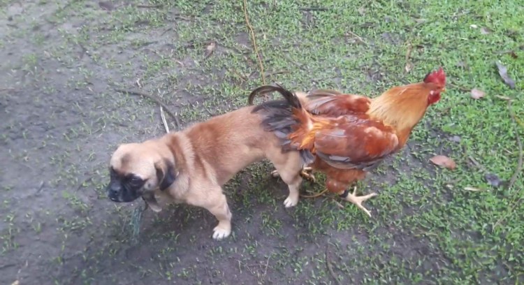 Петух и собака