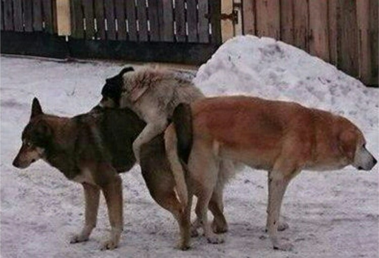 Собака с курицей спаривание