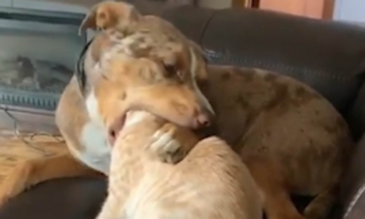 Собака спаривается со свиньей