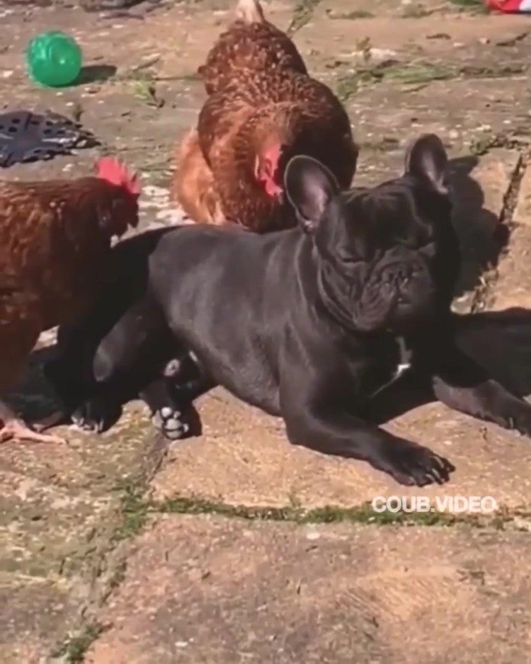 Спаривание бродячих собак