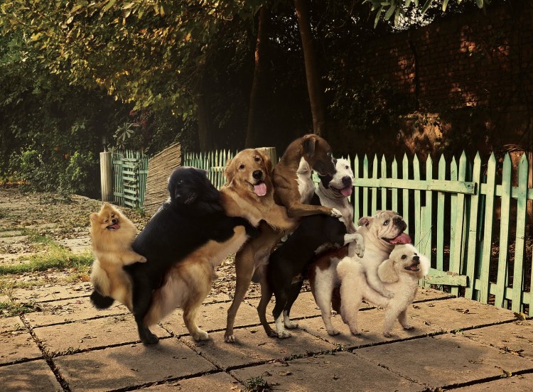 Собаки плодятся