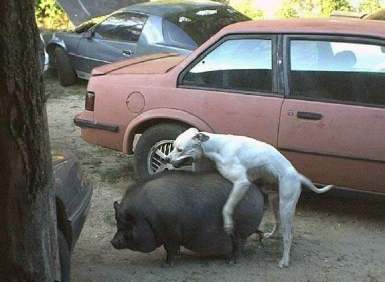 Собака испугалась