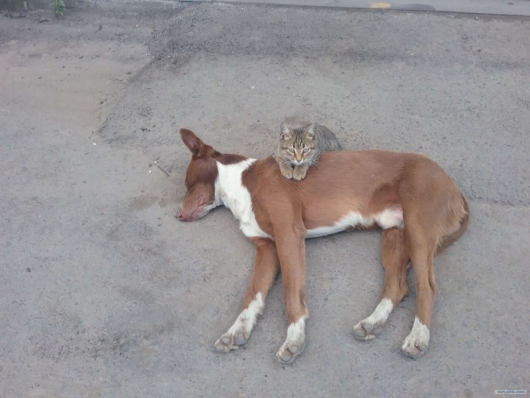 Как правильно жарить утку прикол