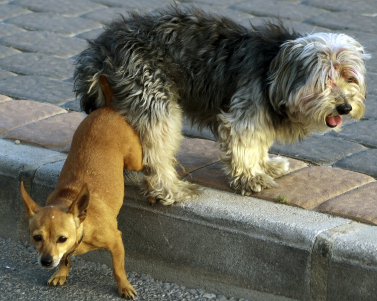 Стая бездомных собак