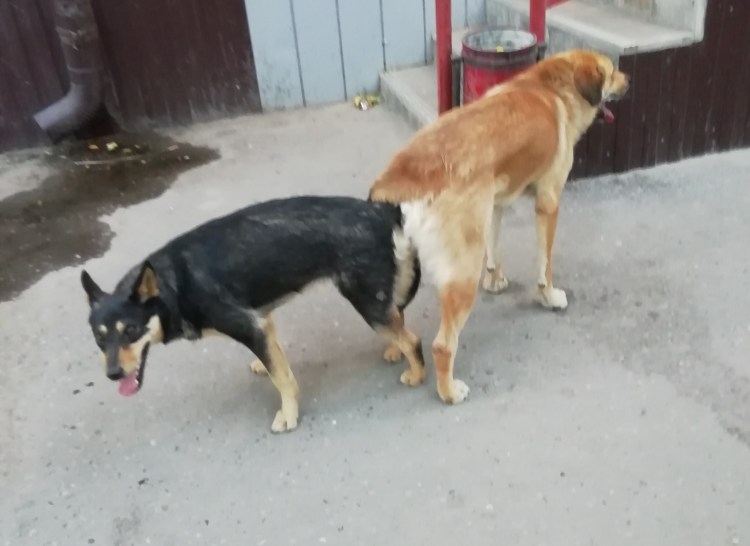 Спаривание собак