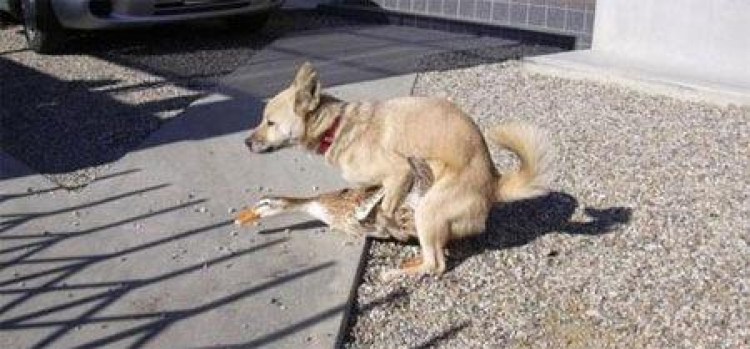 Как правильно жарить утку фото