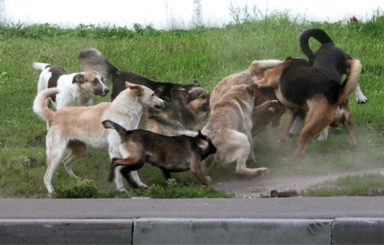 Собака спасла новорожденного