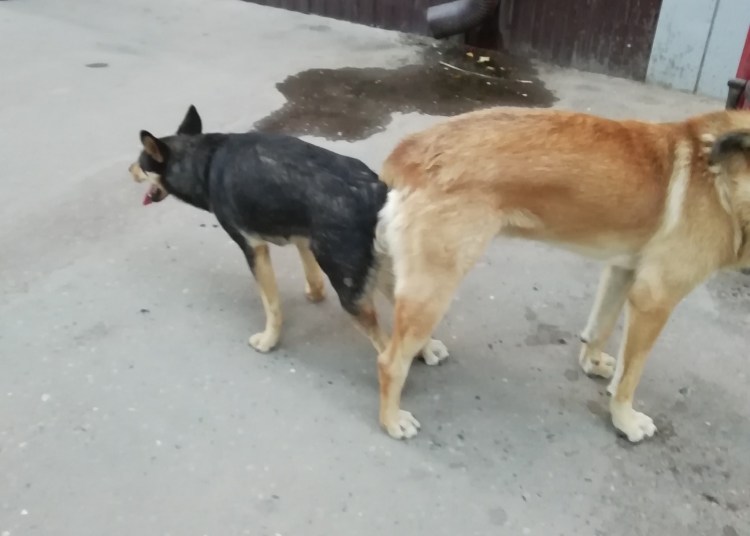 Женщина и кобель слиплись при спаривании видео