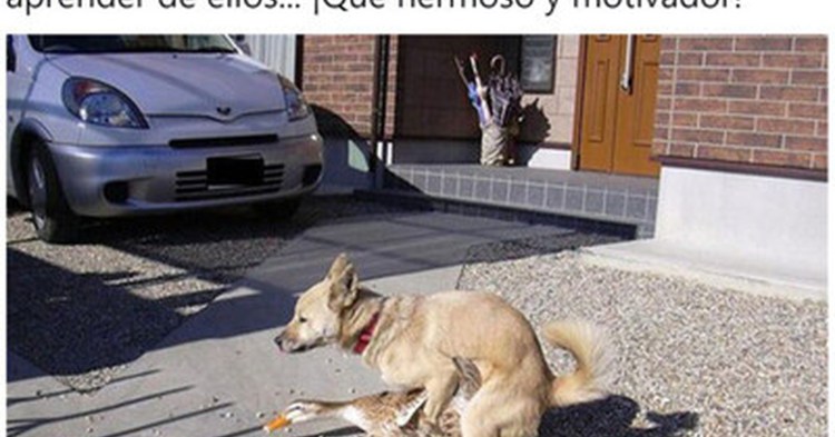 Самка соблазняет собаки