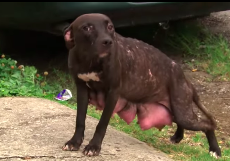 Половое поведение собак