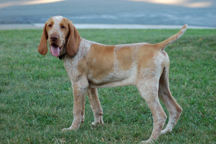 Бракко итальяно порода