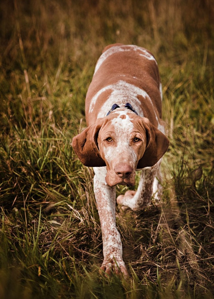 Бракко итальяно характер