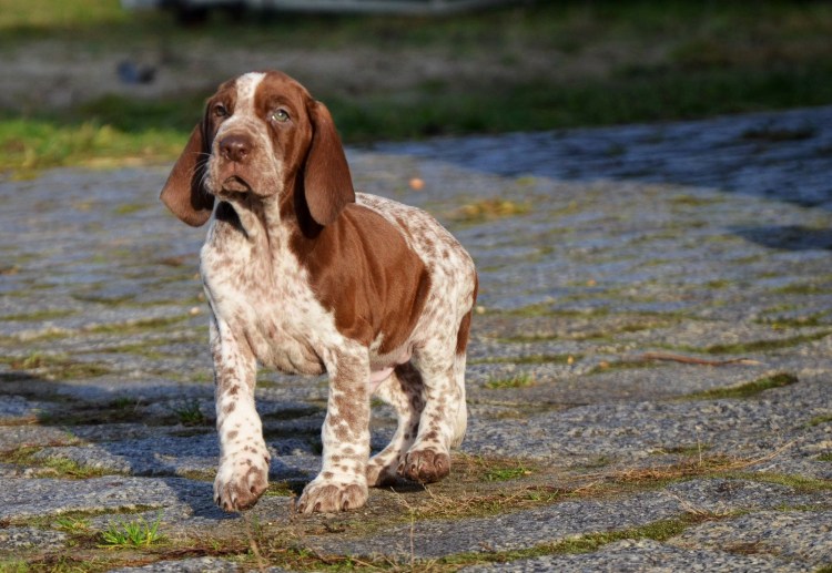 Порода собак Бракко итальяно