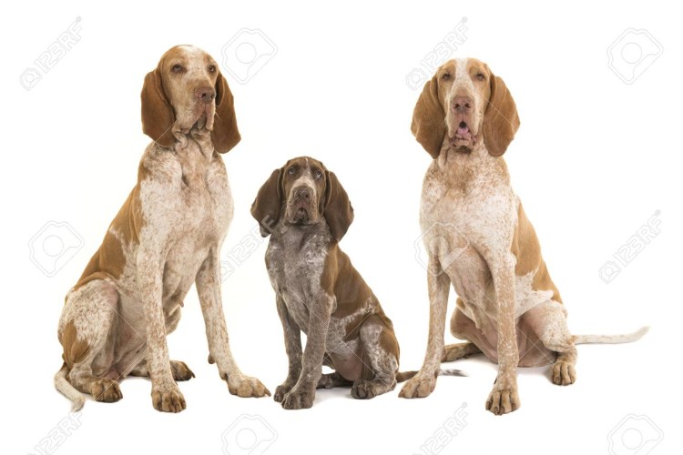 Бракк черно белый