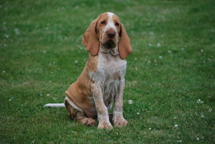 Итальянская легавая бракк