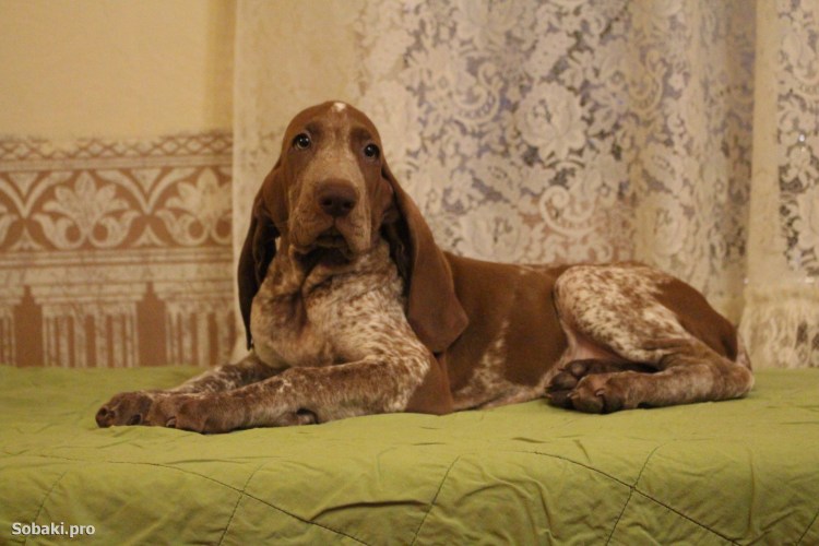 Италиан Бракко