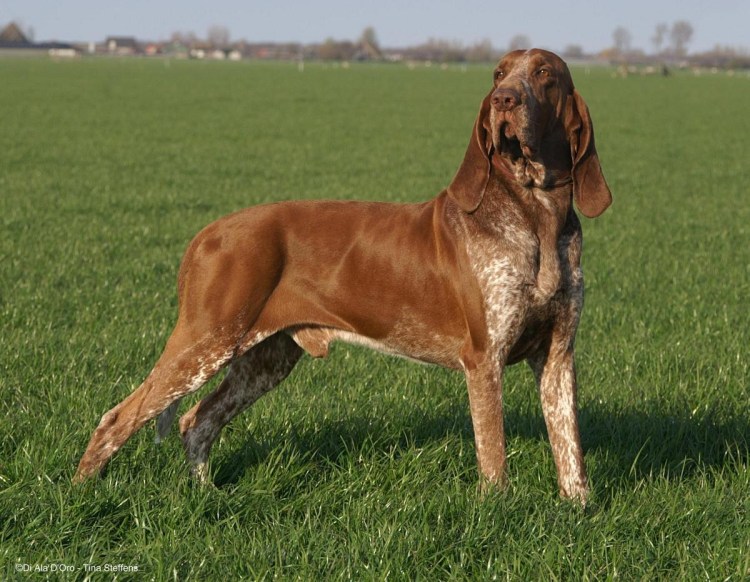 Итальянский Бракко