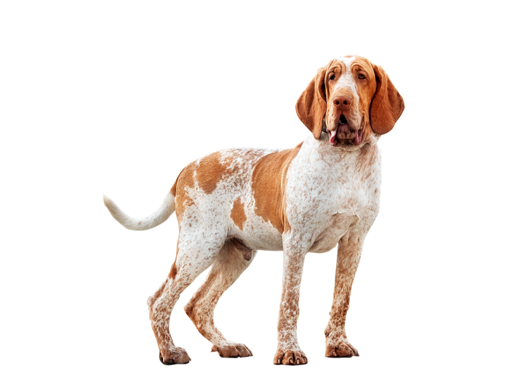 Бракко итальяно