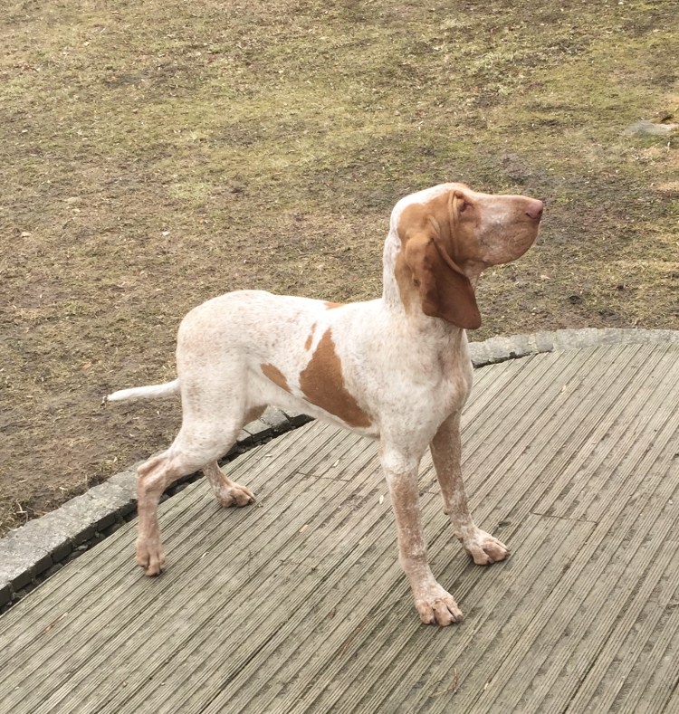 Бракко итальяно стойка